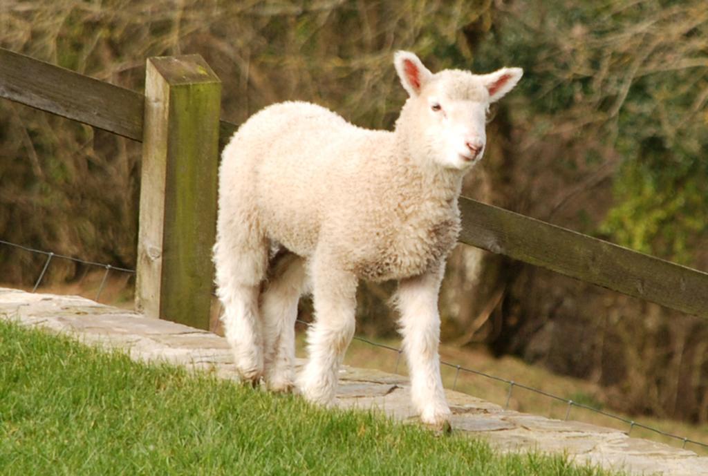 Kerswell Farmhouse Totnes Ngoại thất bức ảnh